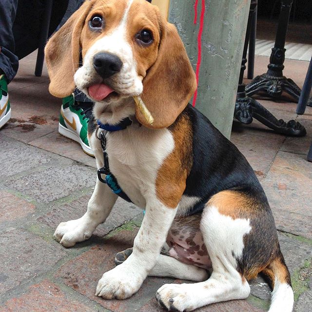Beagle sitting on the floor while looking up with its tongue sticking out