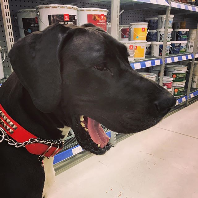A Great Dane yawning while in the painting materials isle