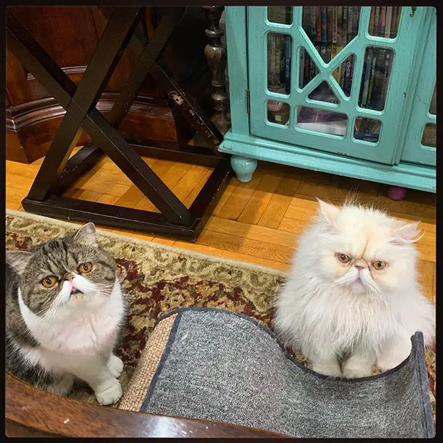 two Persian Cats sitting on the floor with their begging faces