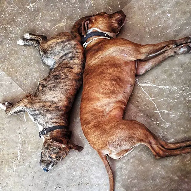 two Pit Bulls sleeping on the floor