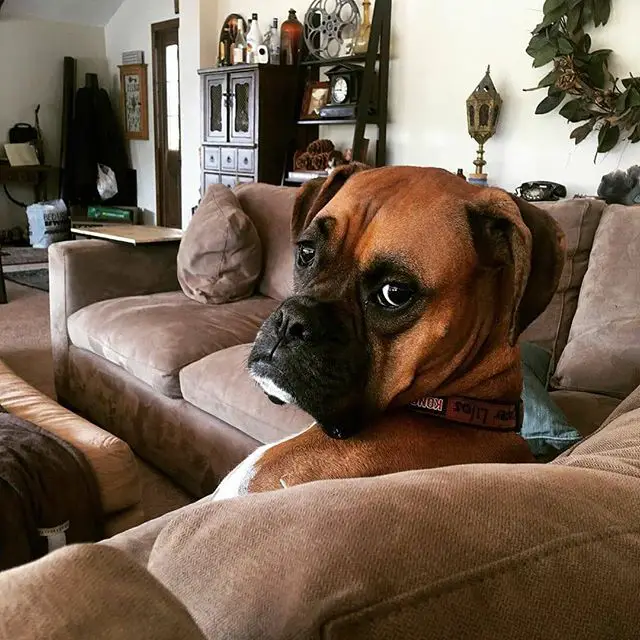 Boxer Dog sitting on the couch