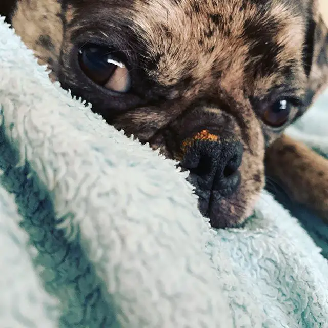 close up of a pugs face lying on a towel
