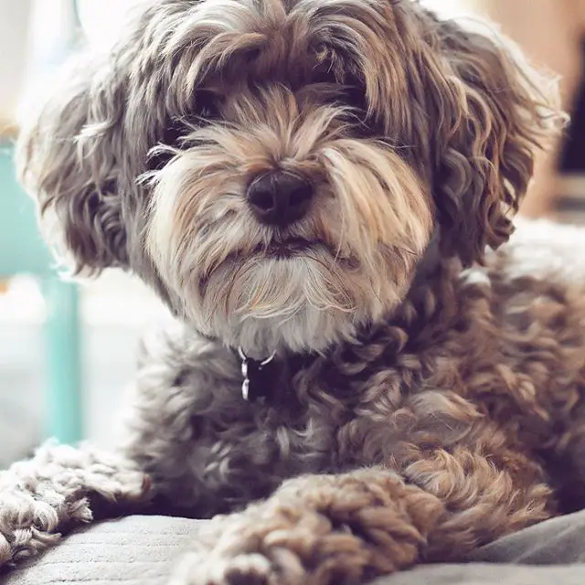 Havanese Dog with chocolate brown fluffy fur on the couch