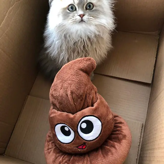A Persian sitting inside the cardboard box behind its poop stuffed toy
