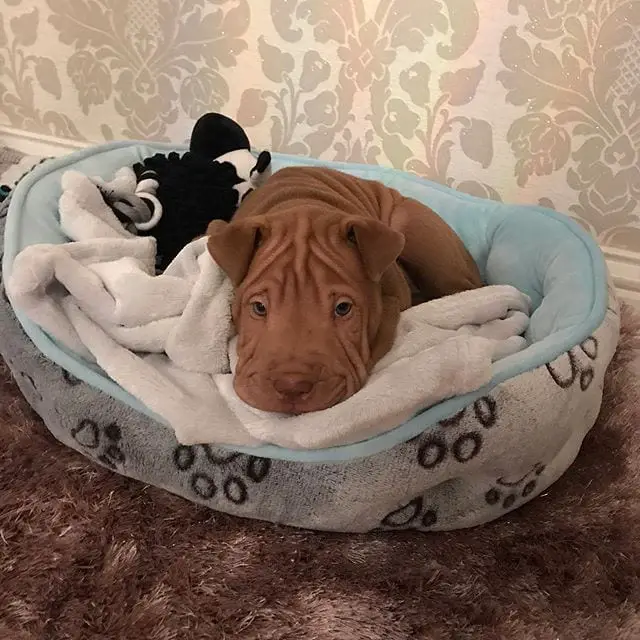 Shar Pei puppy resting in its bed with its sad eyes