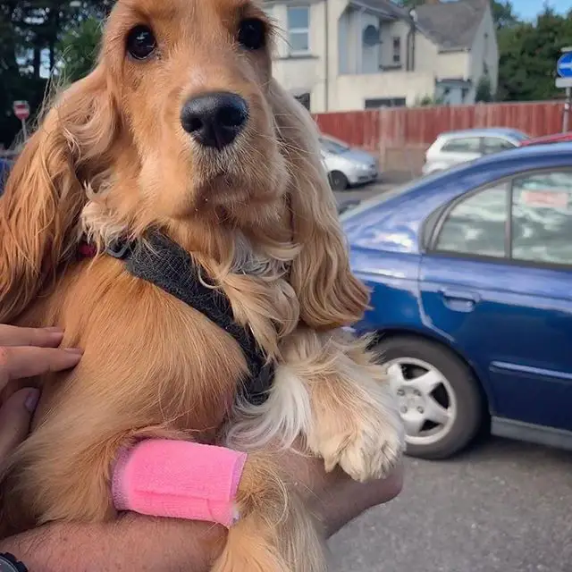 Cocker Spaniel with pink plaster in its hand while being held by a woman