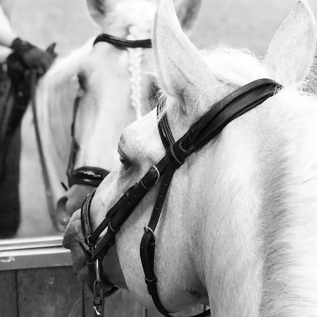 black and white photo of a horse