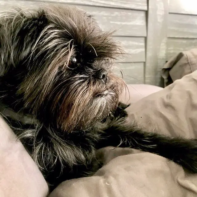 A Affenpinscher lying on the bed while facing sideways