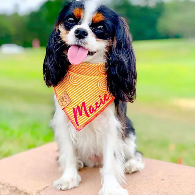 Cavalier King Charles Spaniel siting on the edge of a bench at the bark while wearing an orange scarf with her name 