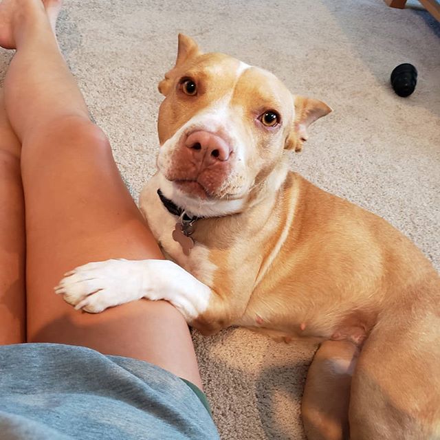 A woman lying on the floor with the Pit Bull's paw on her thigh while lying beside her