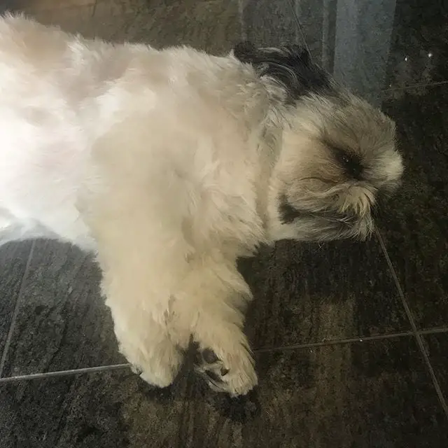 Cutest Shih Tzu sleeping on the floor