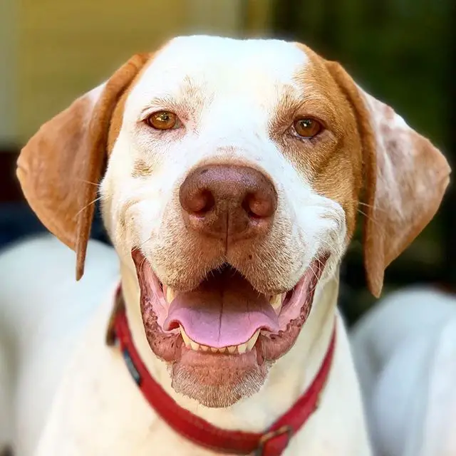 face of a smiling Pointer