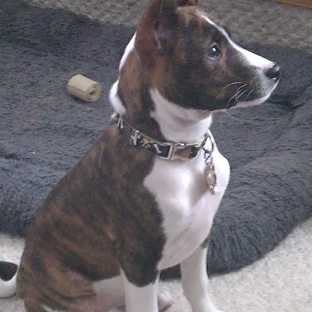A Basenji puppy sitting on the floor
