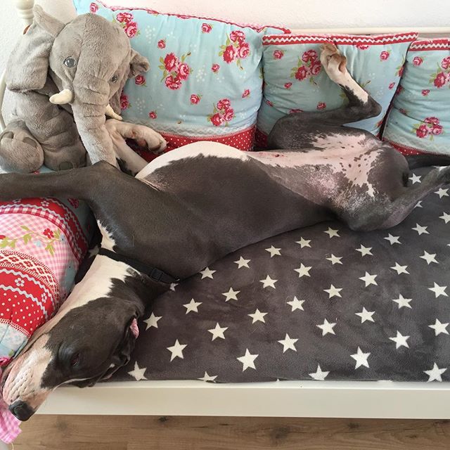 A Great Dane sleeping on its bed in a weird position