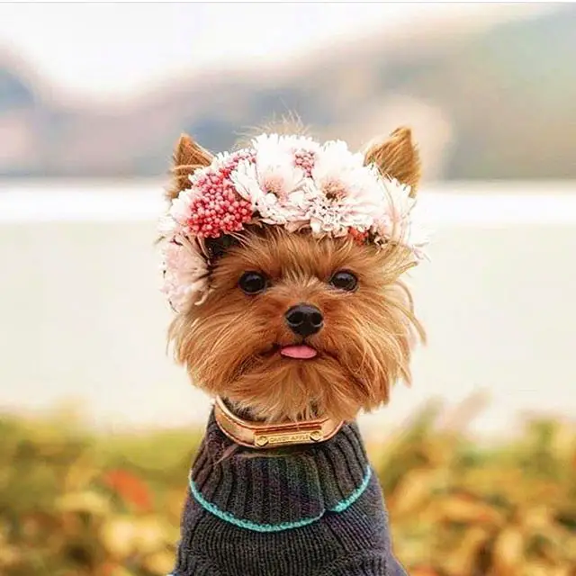 Yorkshire Terrier by the lake wearing a sweater and a flower around its head