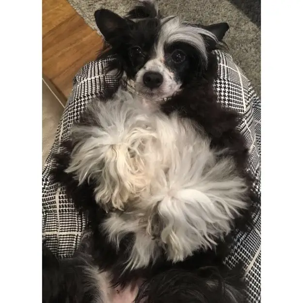 A black and white Chinese Crested Dog lying on the lap of a woman