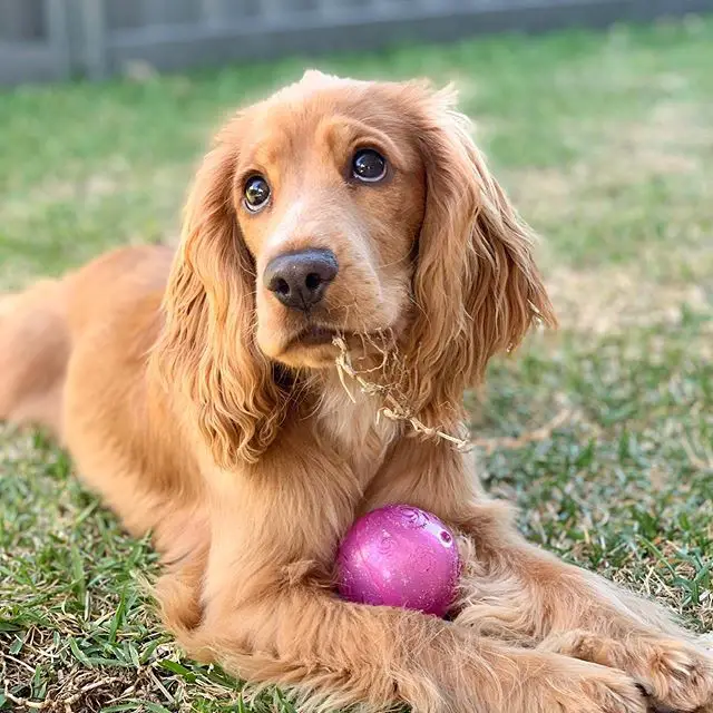 Cocker Spaniel puppy lying down on the green grass with a purple ball in between its arms and with a piece of roots in its mouth