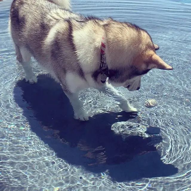 An Alaskan Malamute in the pool while looking at the ball beside him