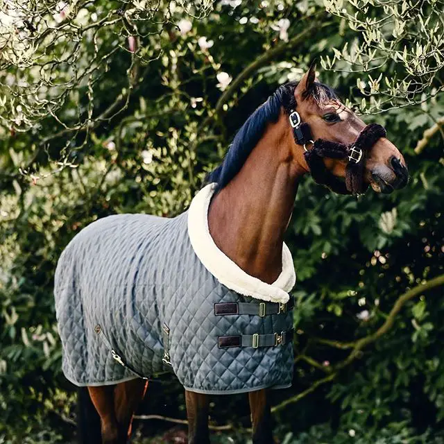 Horse wearing a sweater