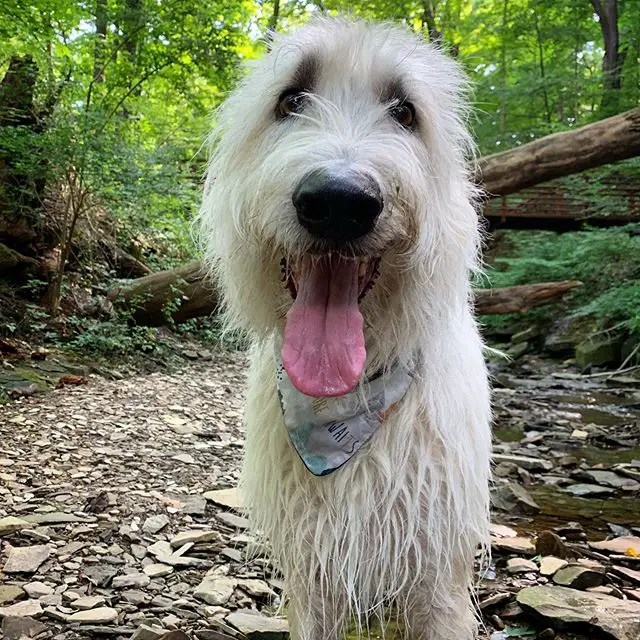 A damp Irish Wolfhound in the forest while smiling with its tongue out