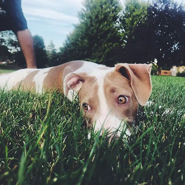 A Pit Bull puppy lying on the grass