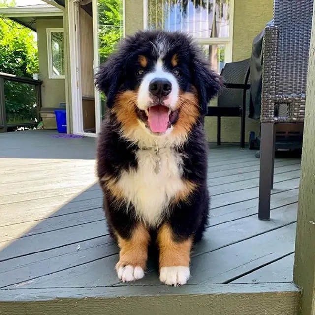 Bernese Mountain Dog sitting on the wooden floor outdoors