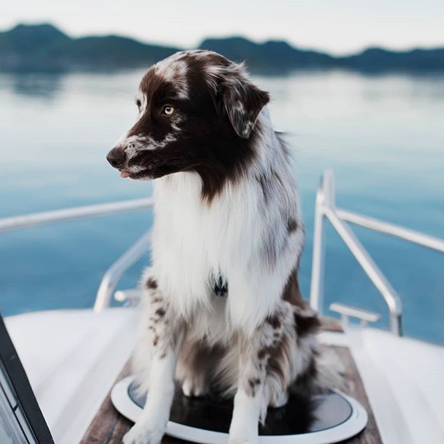 A Australian Shepherd sitting on the boat