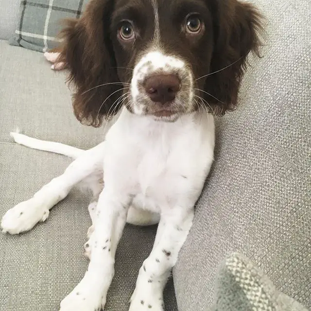 An English Springer Spaniel puppy sitting on the couch with its sad face