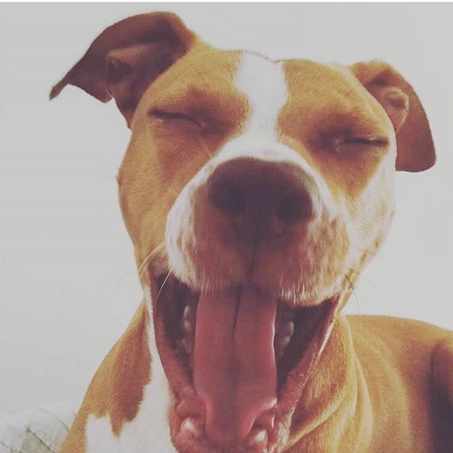 face of a yawning Pit Bull