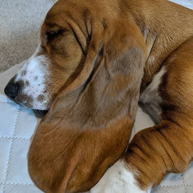 Basset Hound sleeping soundly