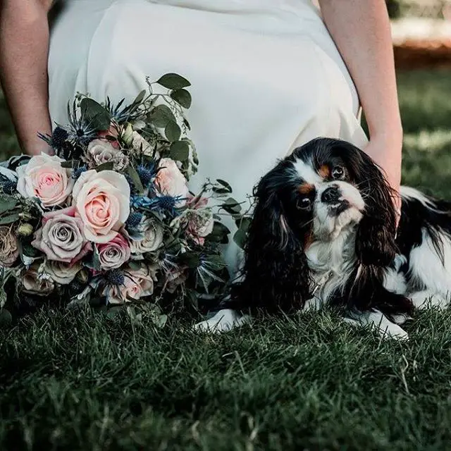 Cavalier King Charles Spaniel lying on the green grass while tilting its head with a bride holding a bouquet of flowers beside it