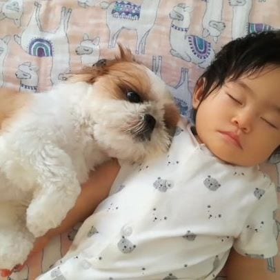 Cutest Shih Tzu lying on the bed with a sleeping kid