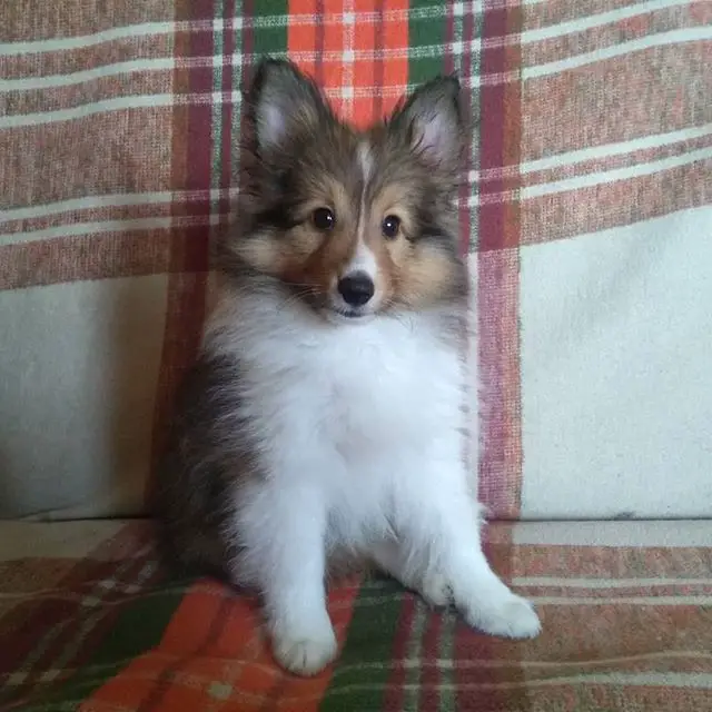 A Sheltie puppy sitting on the couch