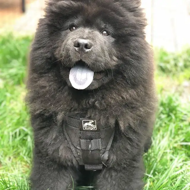 black Chow Chow lying on the green grass