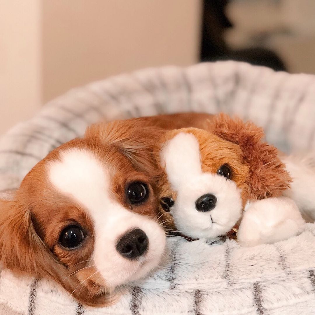 Cavalier King Charles Spaniel puppy lying in its bed with its stuffed toy