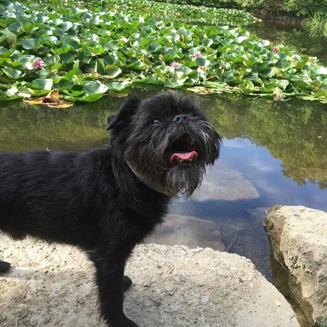 An Affenpinscher standing on top of the large rock in the pond