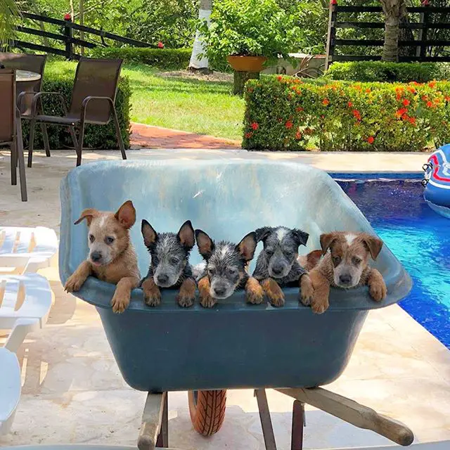 five wet Australian Cattle puppies inside the wheelbarrow by the pool