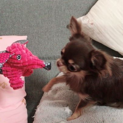 Chihuahua playing with an elephant toy