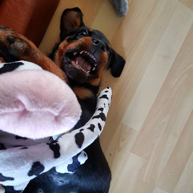 Rottweiler puppy on the floor playing with its cow stuffed toy