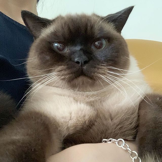 Siamese Cat in the arms of her owner