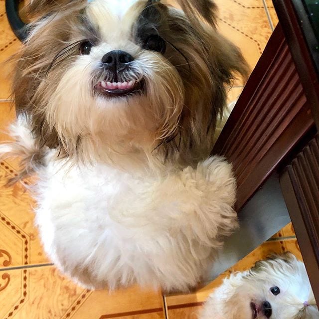 Cutest Shih Tzu smiling