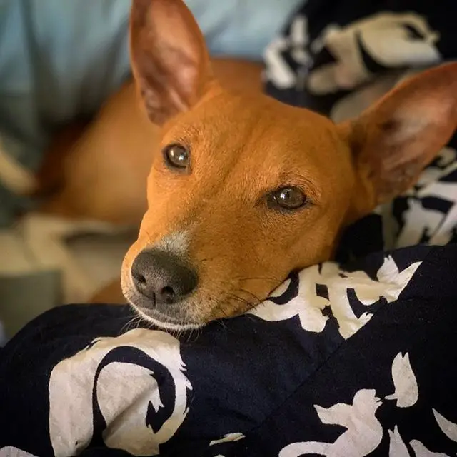 A Basenji resting on the bed