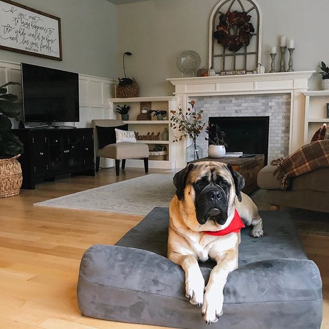 adult English Mastiff lying down in its bed in the living room