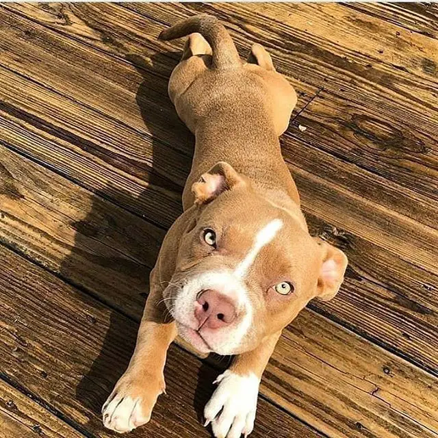 American Staffordshire Terrier lying down on the wooden floor