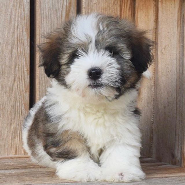 Havanese Dog with brindle and white fir color sitting on the wooden floor