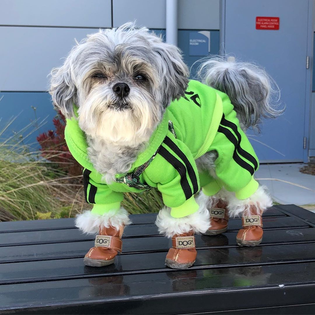 A Affenpinscher wearing a green jacket while standing on top of the bench