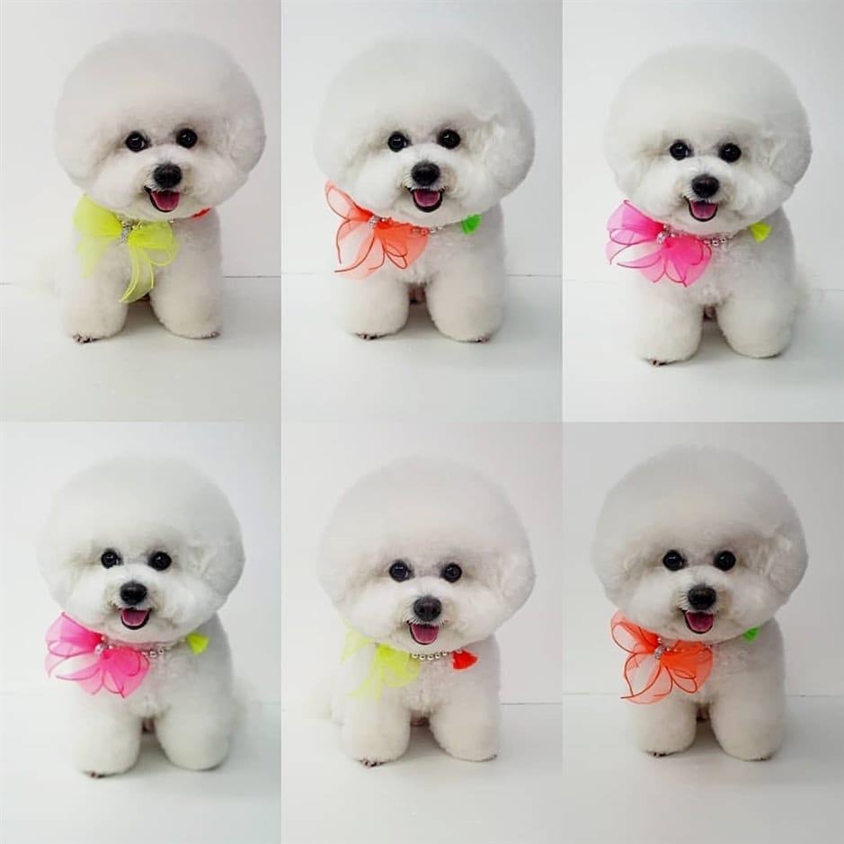 photo of six Bichon Frise wearing cute ribbon around its neck