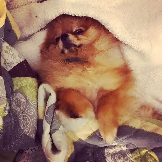 A Pomeranian lying comfortably on the bed