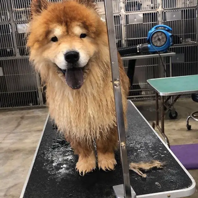 wet Chow Chow on top of the grooming table