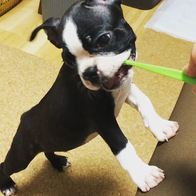 A Boston Terrier puppy biting its toothbrush